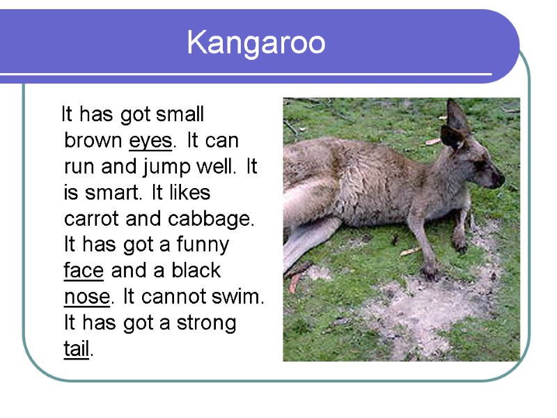 Kangaroo     It has got small brown eyes. It can run